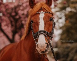 dressage horse Peitz H (German Riding Pony, 2007, from Calenberg's Polydor)