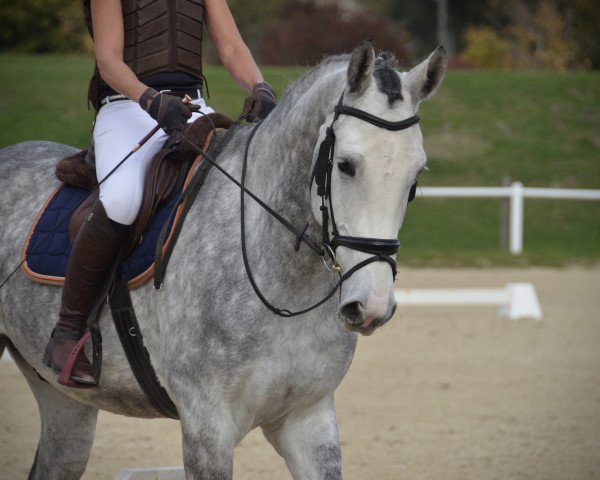 jumper Plot Perfect Ben CH (Swiss Warmblood, 2019, from Plot Blue)