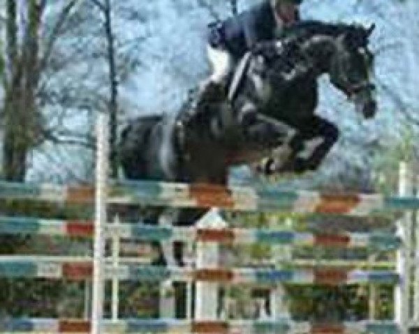 stallion Uzi (Belgian Warmblood, 1997, from Darco) stallion Uzi (Belgian Warmblood, 1997, from Darco)