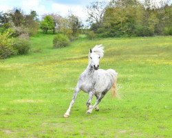 broodmare Godebog Pride (Welsh mountain pony (SEK.A), 2016, from Brynrodyn Derwyn)