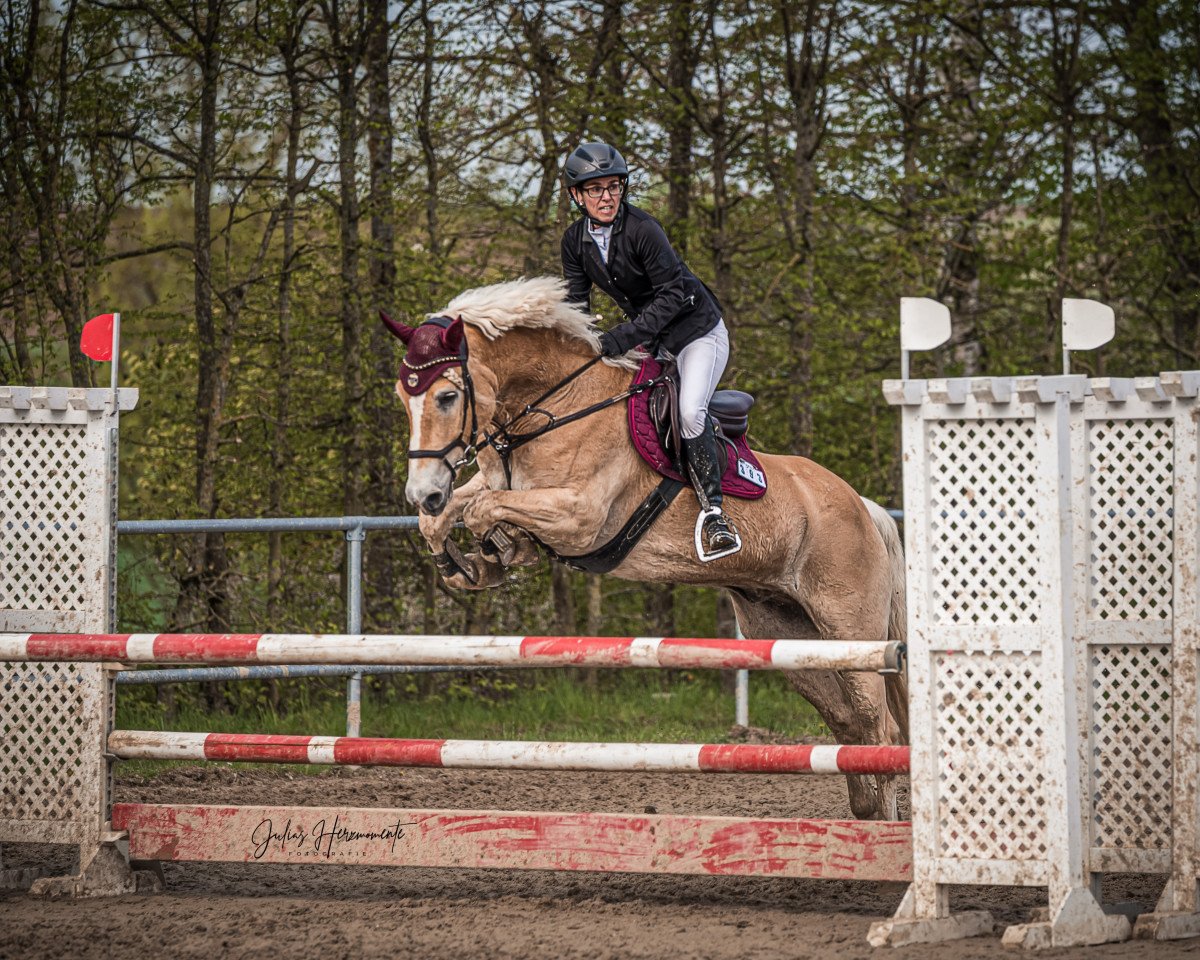 Springpferd Stefan 27 (Haflinger, 2016, von Stilton)
