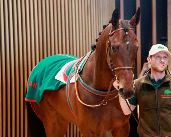 Pferd Afadil xx (Englisches Vollblut, 2019, von Camelot xx)