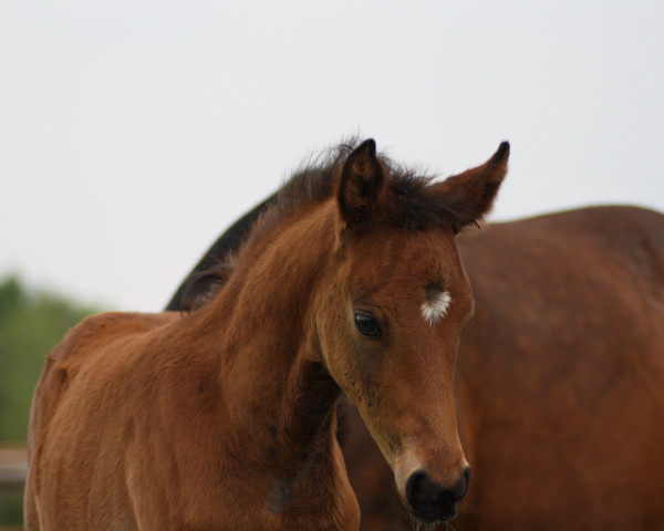 horse Die Drachenkönigin (German Riding Pony, 2023, from D-Gold AT NRW)