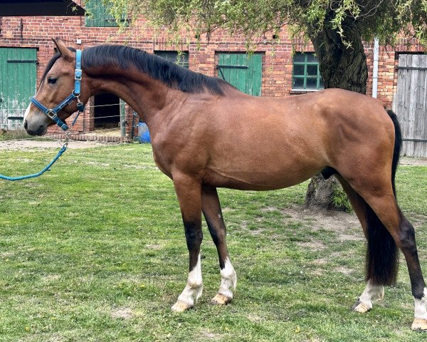 horse H-S Beaches (German Riding Pony, 2020, from H-S Button)