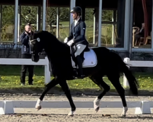 Pferd Darielle 3 (Hannoveraner, 2019, von Don Martillo)
