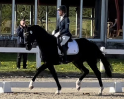 horse Darielle 3 (Hanoverian, 2019, from Don Martillo)
