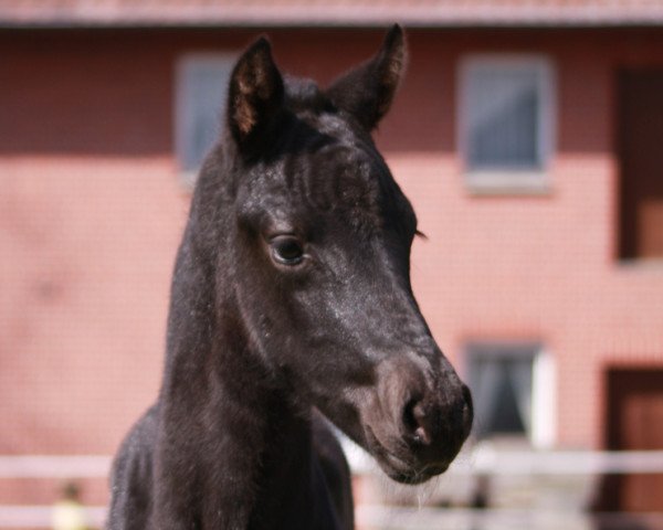 stallion Secret Power (Hanoverian, 2023, from Secret)