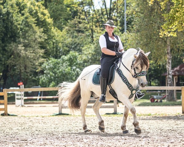 horse Rebell (Fjord Horse, 2015, from Rollo)