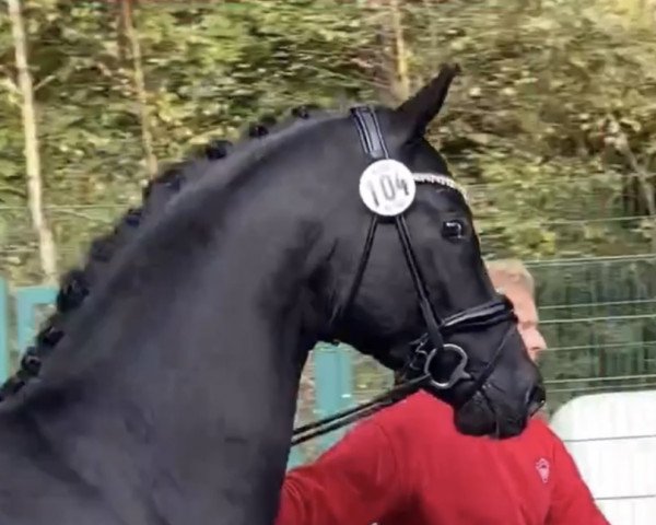 Pferd Bourani B (Deutsches Sportpferd, 2020, von Bon Courage 4) Pferd Bourani B (Deutsches Sportpferd, 2020, von Bon Courage 4)