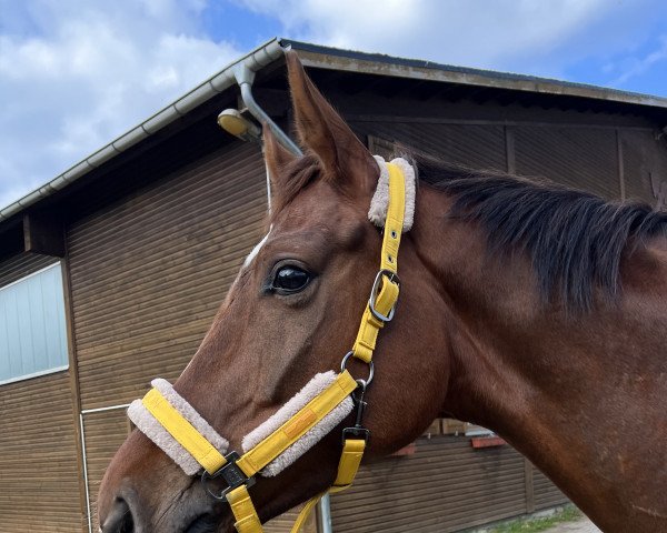 horse Friedrich 47 (Hanoverian, 2018, from Finnigan)