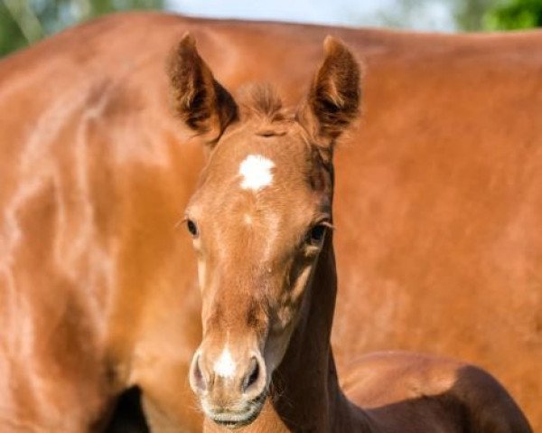 broodmare Qua´Fidera (Oldenburg, 2022, from Fidertanz)