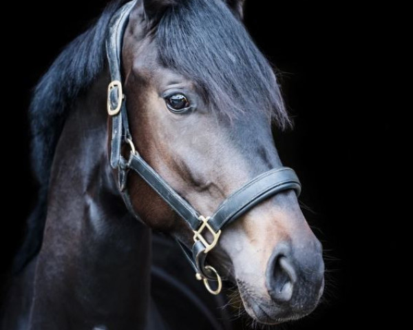 broodmare Sissilinde von Franz (Oldenburg, 2019, from Franziskus FRH)
