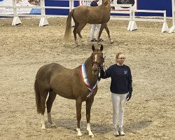 stallion Del Drago (German Riding Pony, 2020, from Dialo)
