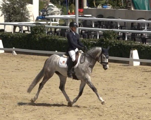 jumper Cascoblanco (Holsteiner, 2017, from Cascadello)