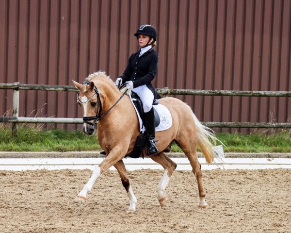Dressurpferd Knaller 3 (Deutsches Reitpony, 2007, von Frankenhoeh's Kir Royal)