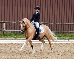 Dressurpferd Knaller 3 (Deutsches Reitpony, 2007, von Frankenhoeh's Kir Royal)
