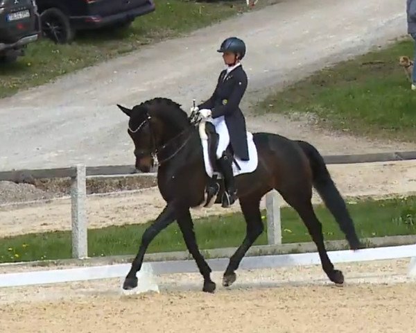 dressage horse Viva Waldi (Oldenburg, 2015, from Van Vivaldi)