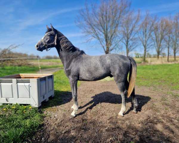 horse Queridano JG (Oldenburg show jumper, 2021, from Querido Vg)
