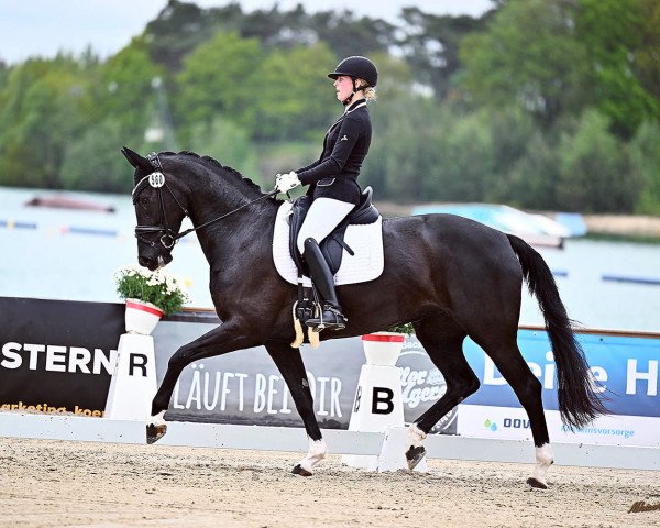 dressage horse Pippa L (Oldenburg, 2016, from Le Vivaldi)
