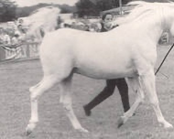 Deckhengst Indian Silver ox (Vollblutaraber, 1970, von Indian Magic ox)