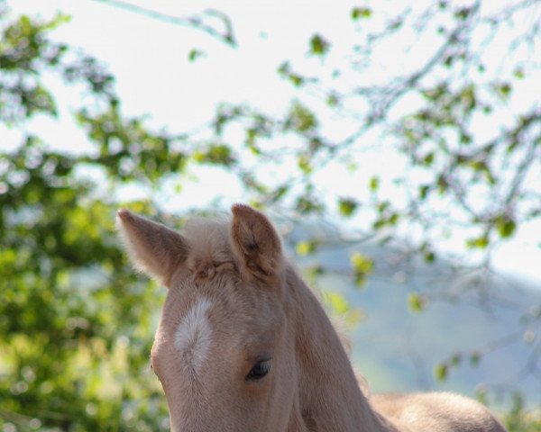 Pferd Dahlia (Deutsches Reitpony, 2023, von Crown Dramatic)