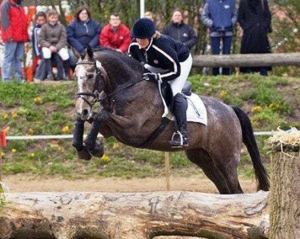 dressage horse Special Unicorn (Hanoverian, 2001, from Santini)