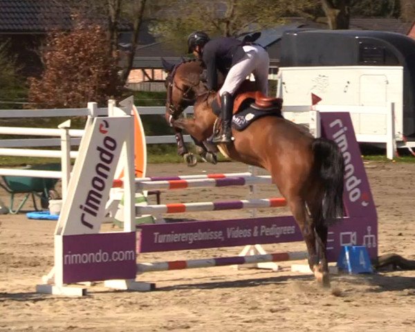 jumper Spiderman RF (Oldenburg show jumper, 2018, from I'm Special de Muze) jumper Spiderman RF (Oldenburg show jumper, 2018, from I'm Special de Muze)
