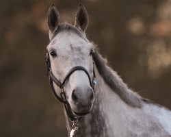 jumper Zilverstone G (Oldenburg show jumper, 2014, from Zirocco Blue)
