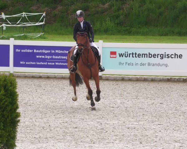 Reitturnier Babenhausen 2023
