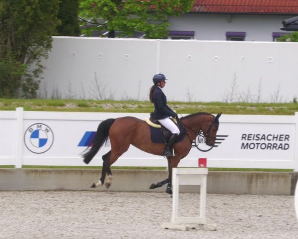 Reitturnier Babenhausen 2023