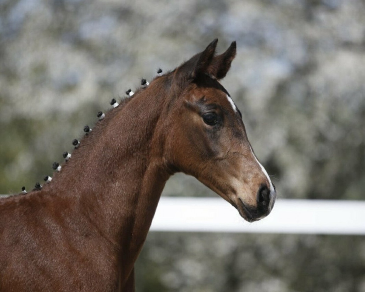 horse Shakespeare (German Sport Horse, 2021, from Shomari S)