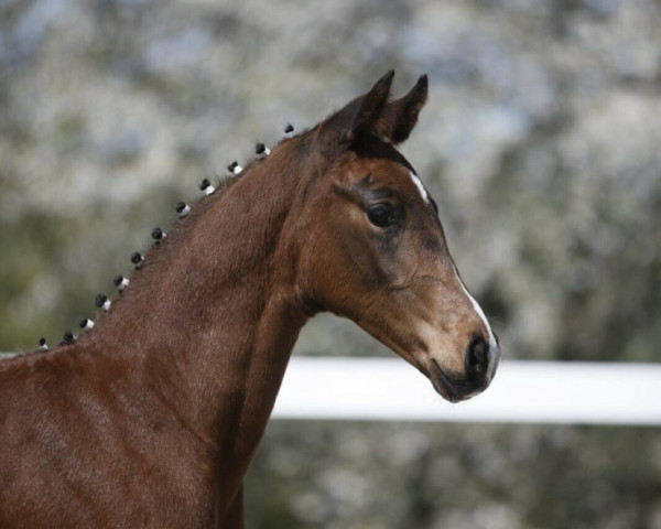 horse Shakespeare (German Sport Horse, 2021, from Shomari S)