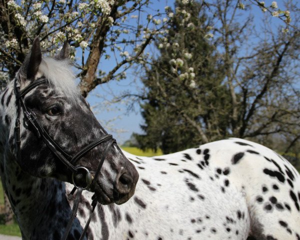 Dressurpferd Toftegaardens Marchall (Knabstrupper, 2010, von Maximus af Hallundbæk)
