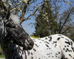 Dressage horse Toftegaardens Marchall (Knabstrupper, 2010, from Maximus af Hallundbæk)