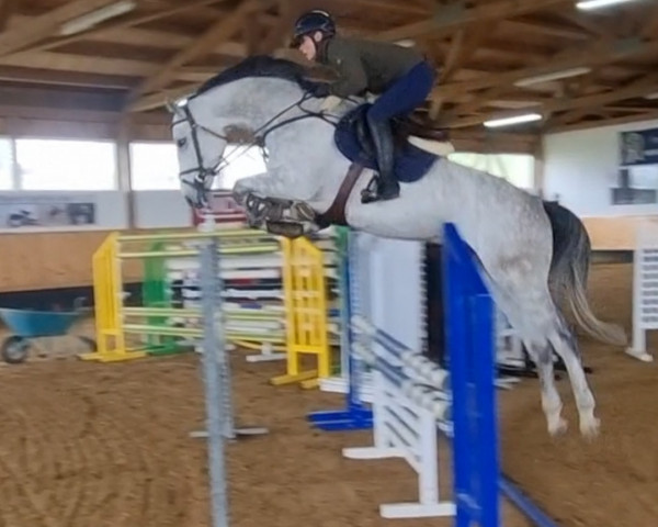 jumper Cassiago du Midour (anglo european sporthorse, 2018, from Cassus 2)