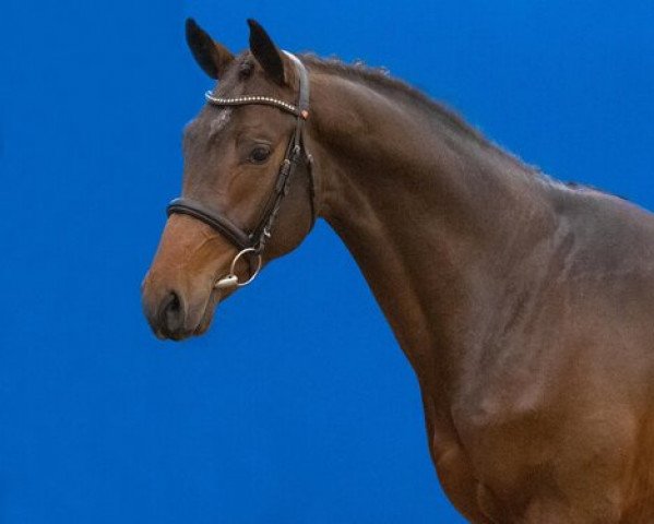 stallion Upper Side (Holsteiner, 2020, from UNITED WAY)