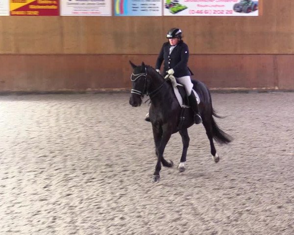 Reitturnier Risum-Lindholm 2023