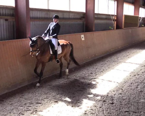 Reitturnier Risum-Lindholm 2023
