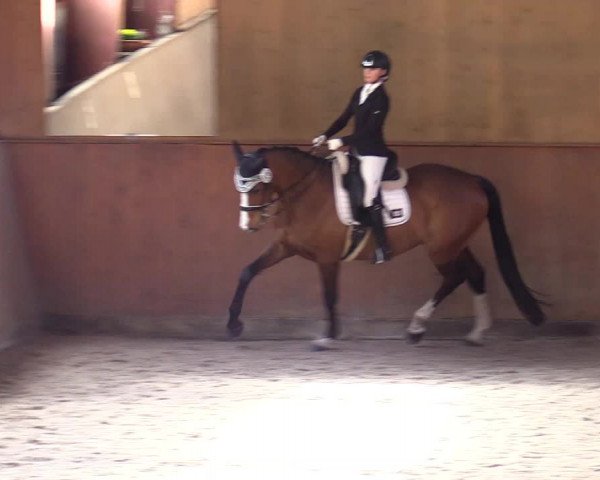 Reitturnier Risum-Lindholm 2023