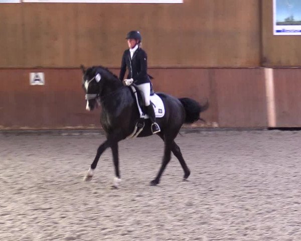 Reitturnier Risum-Lindholm 2023