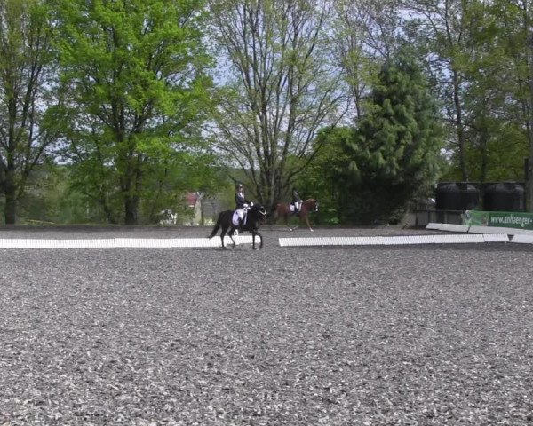Reitturnier Röhrsdorf/ Chemnitz 2023