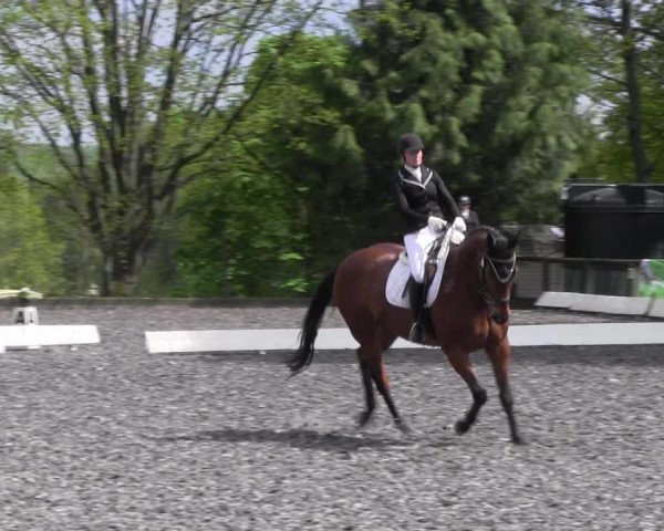 Reitturnier Röhrsdorf/ Chemnitz 2023
