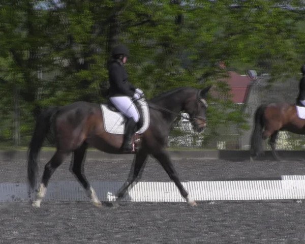 Reitturnier Röhrsdorf/ Chemnitz 2023