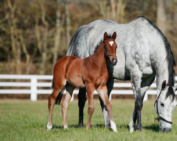 horse Hengst von Zarak xx (Thoroughbred, 2023, from Zarak xx)