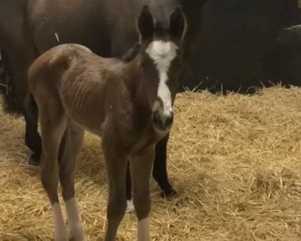 horse Stute von Zarak xx (Thoroughbred, 2023, from Zarak xx)