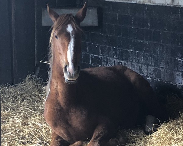 broodmare April (Hanoverian, 2021, from DeLorean)