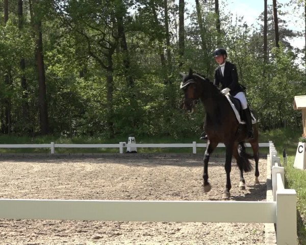Reitturnier Meppen 2023