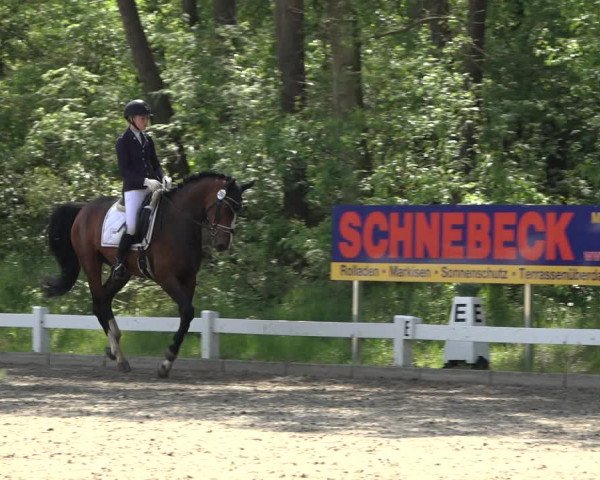 Reitturnier Meppen 2023