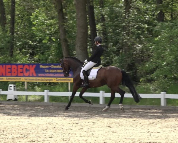 Reitturnier Meppen 2023