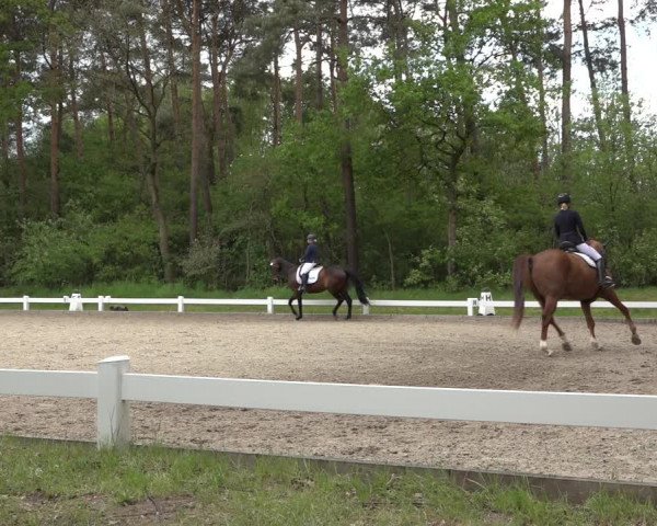 Reitturnier Meppen 2023